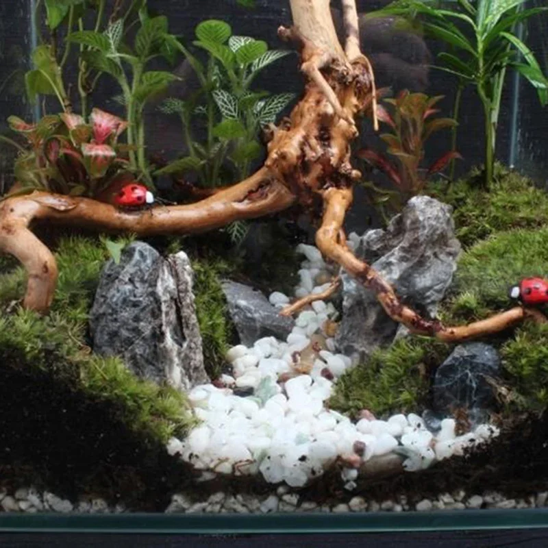 Натуральный ствол дерева Drift – обзор и цена Aquarium Plant Roots