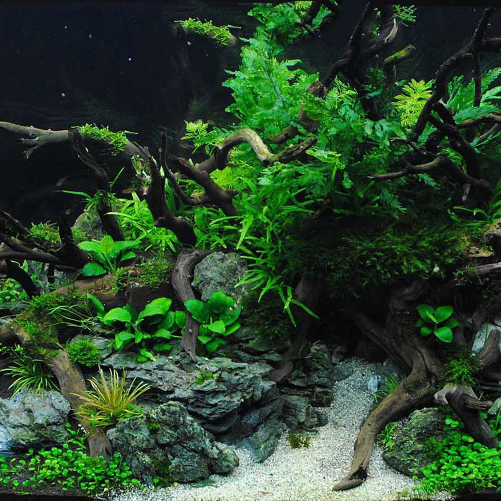 Декорация для террариума Wood  – обзор и цена Aquarium Plant Roots