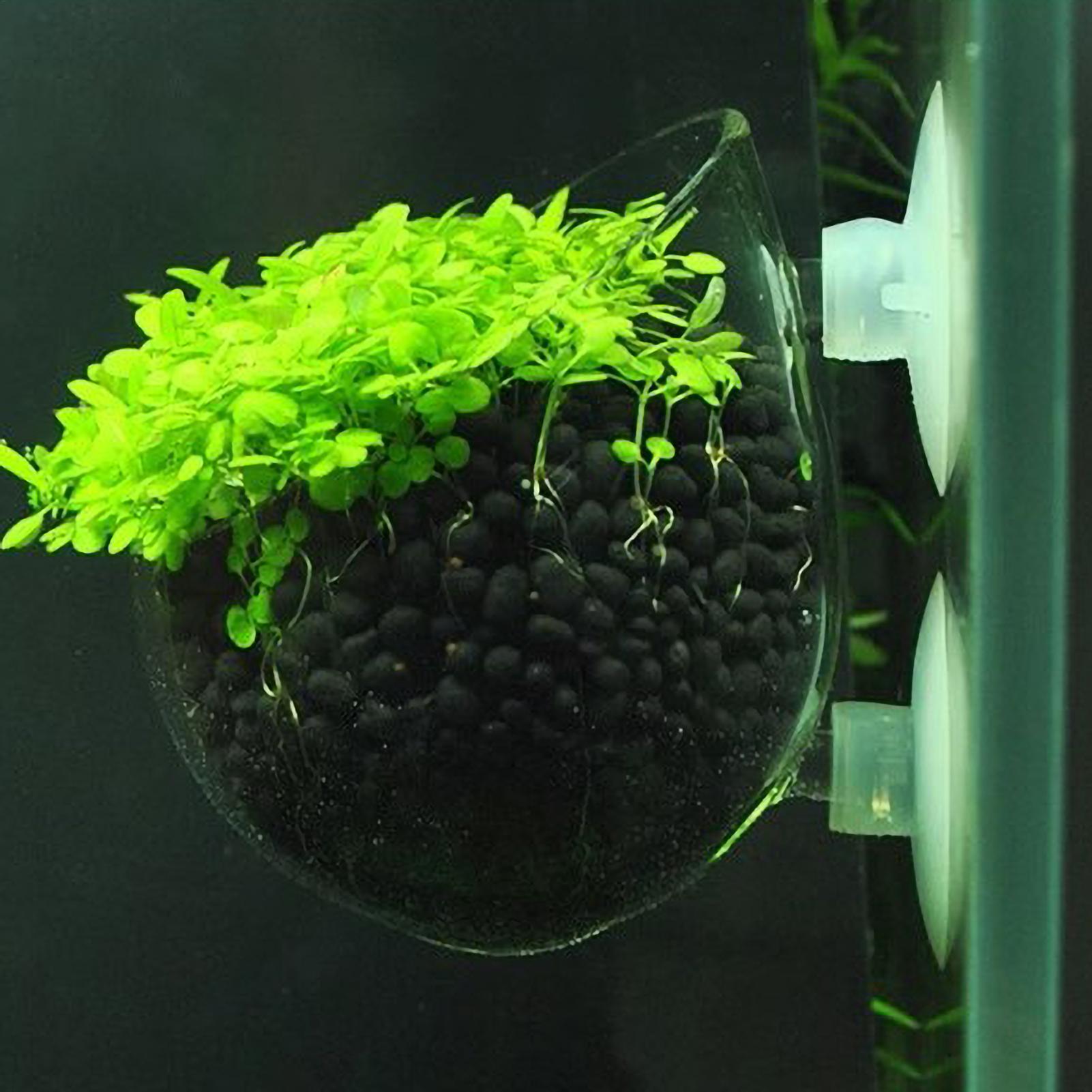 Стеклянный горшок для аквариум – обзор и цена Planted Aquarium Maintenance