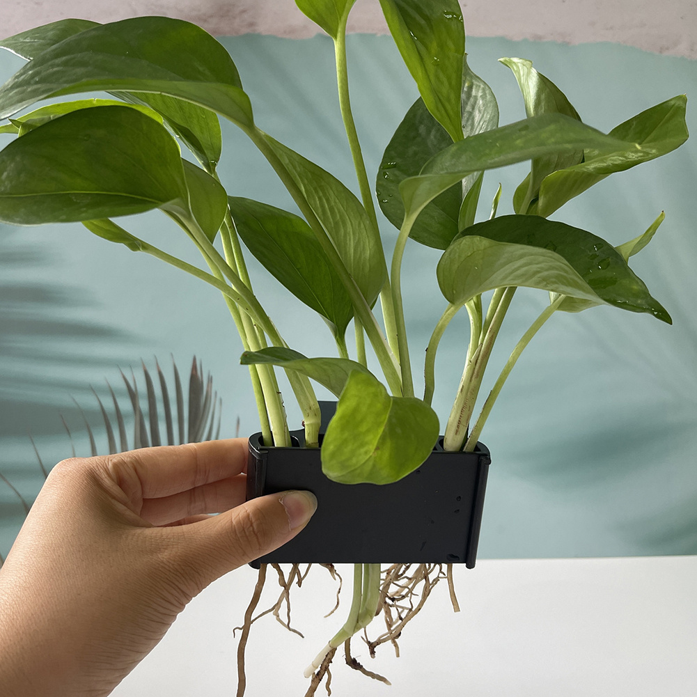 Держатель для аквариумных раст – обзор и цена Planted Aquarium Maintenance