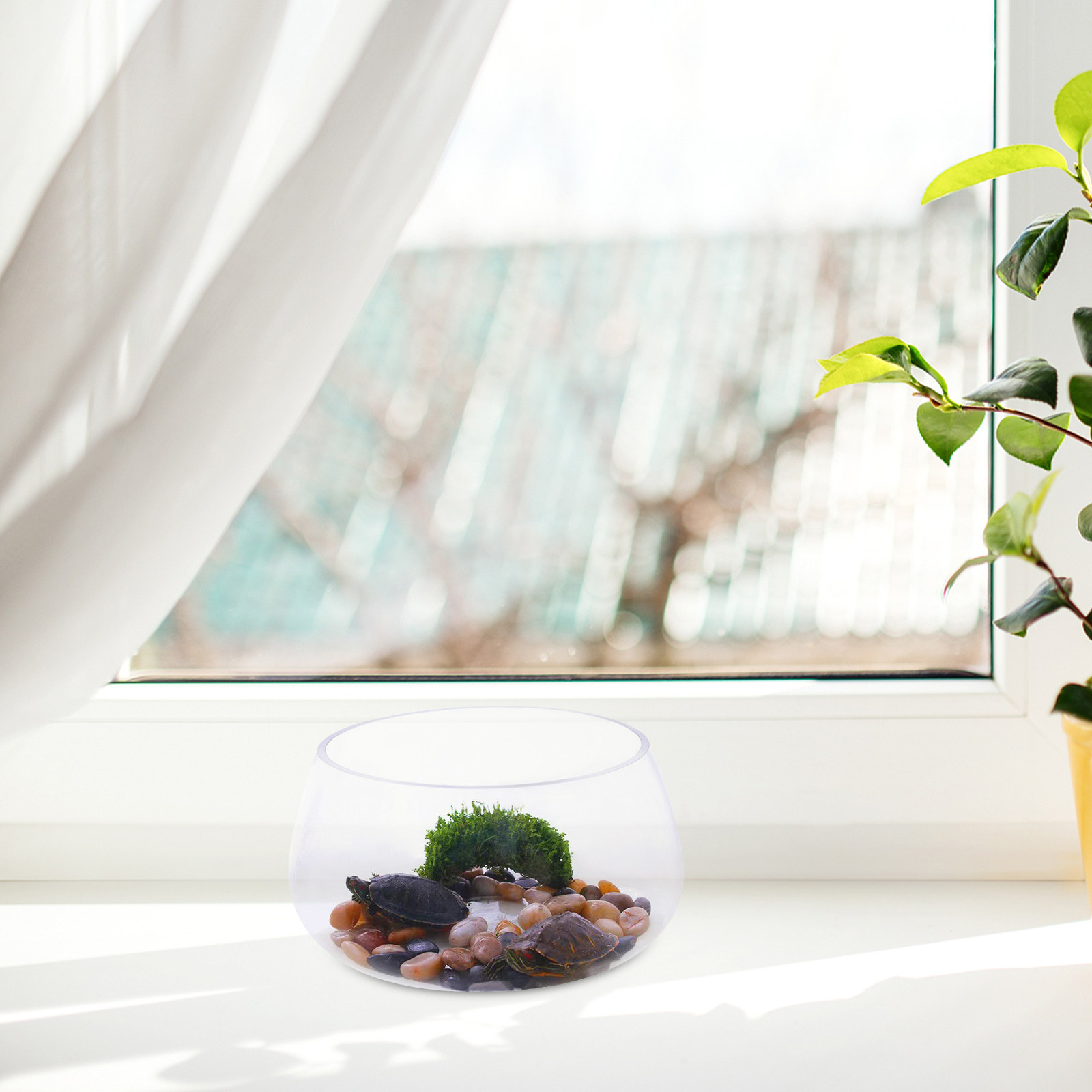 Круглый прозрачный стеклянный  – обзор и цена Aquarium Planted Shop
