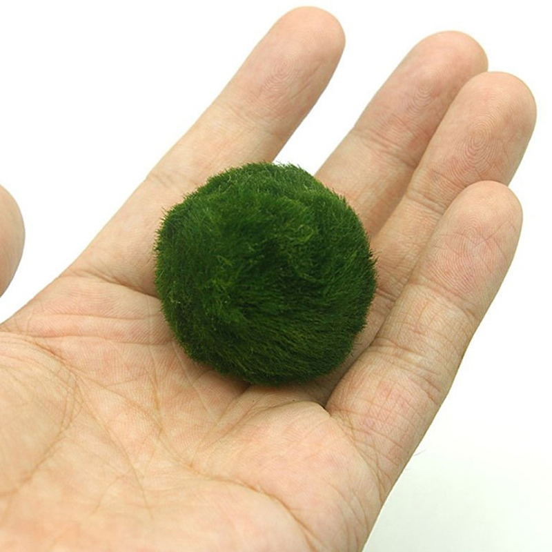 Шарики из мха Marimo, живое ак – обзор и цена Planted Aquarium Maintenance