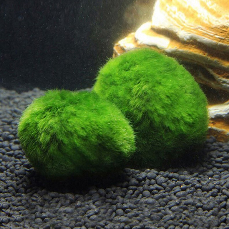 Искусственные шары из мха Мари – обзор и цена Planted Aquarium Maintenance
