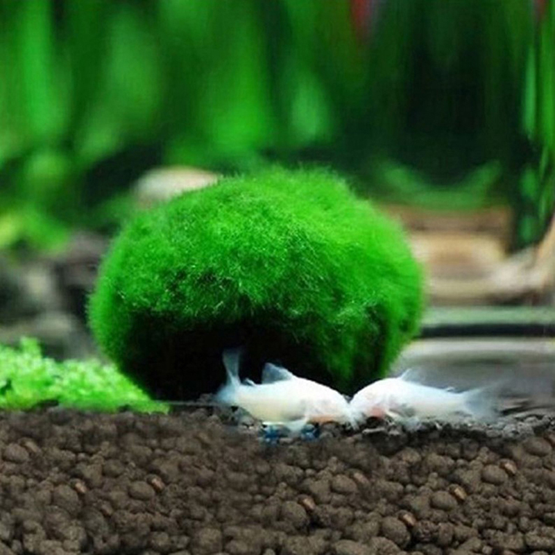 Искусственные шары из мха Мари – обзор и цена Planted Aquarium Maintenance