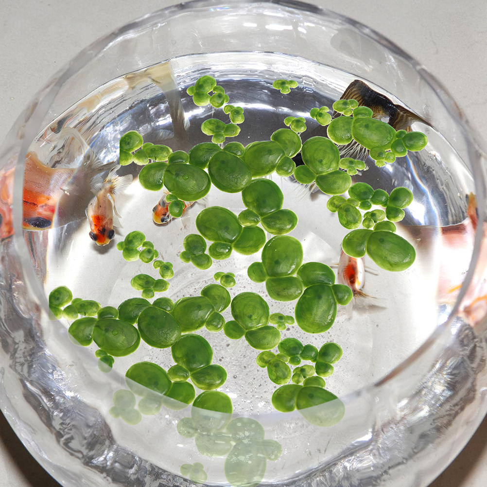 Набор из 6 искусственных плава – обзор и цена Aquarium Plant Roots