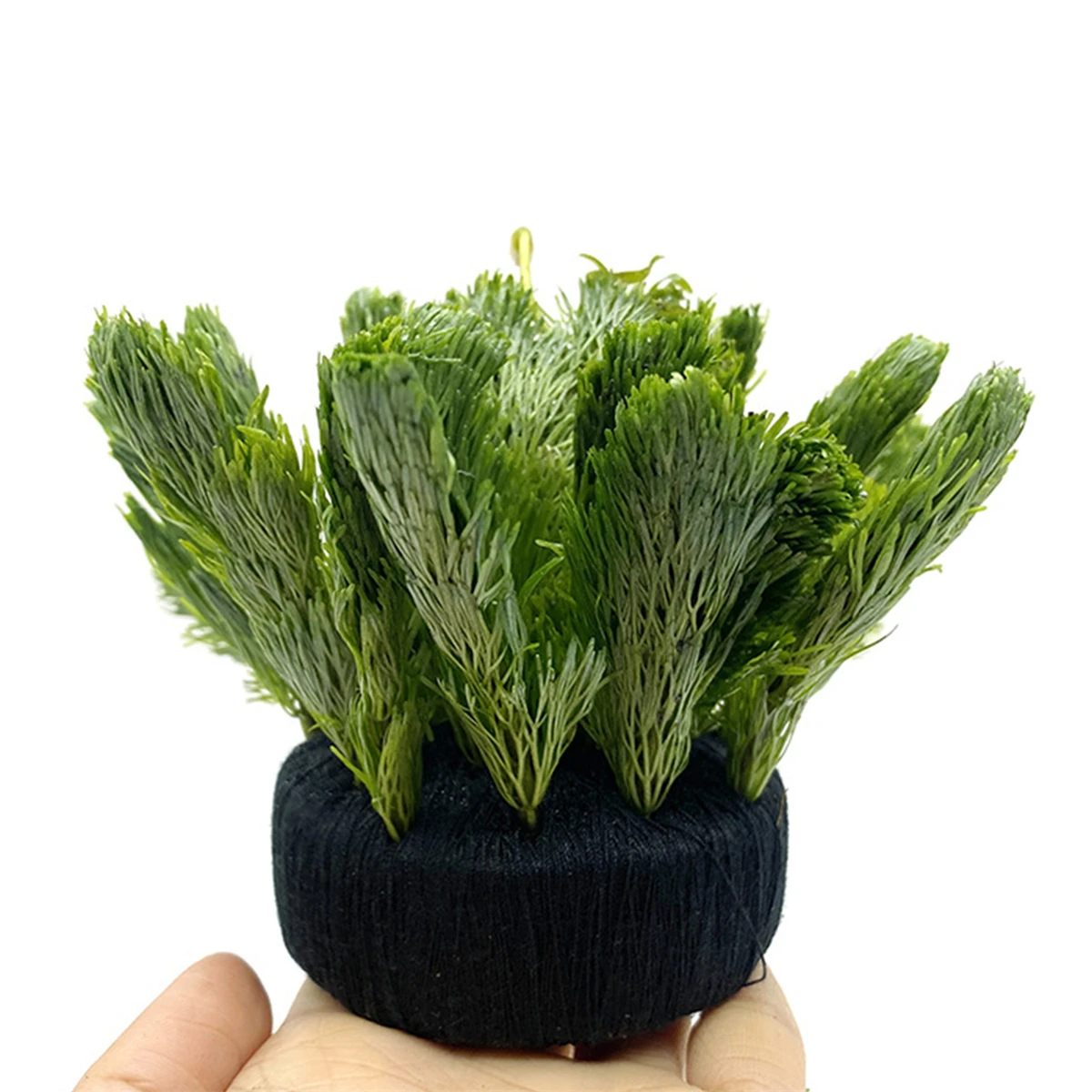 5 шт., черный аквариум, вода,  – обзор и цена Aquarium Plant Roots